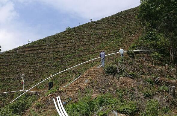 巧用滴灌，農(nóng)專(zhuān)家手把手教你種出好柚子！